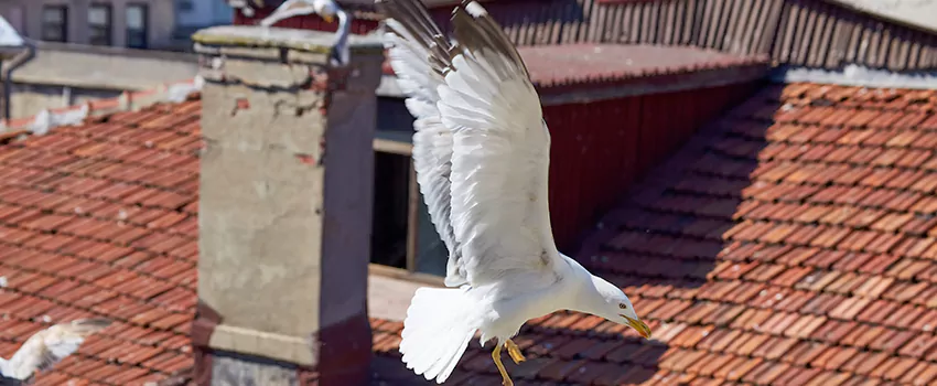 Residential Chimney Animal Removal Solution in Dundalk, MD